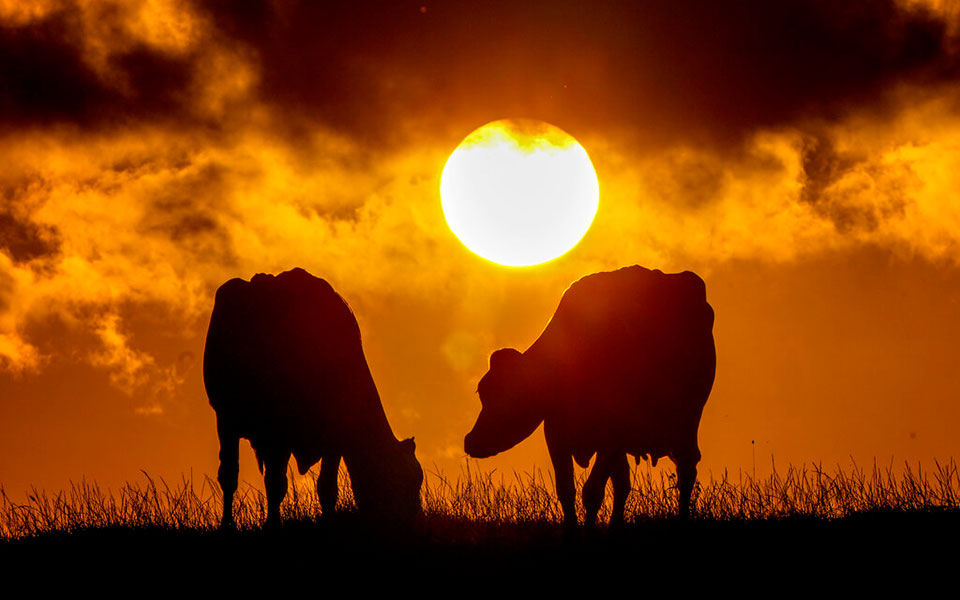 νέα-ζηλανδία-επιστήμονες-εκπαίδευσα-561497263