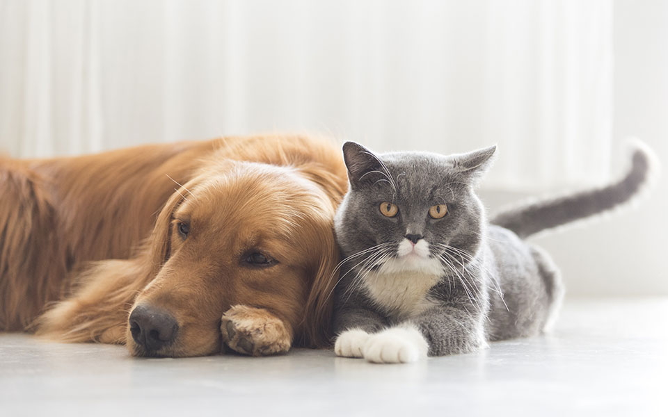 ζώα-συντροφιάς-στείρωση-ή-αποστολή-dna-π-561488833