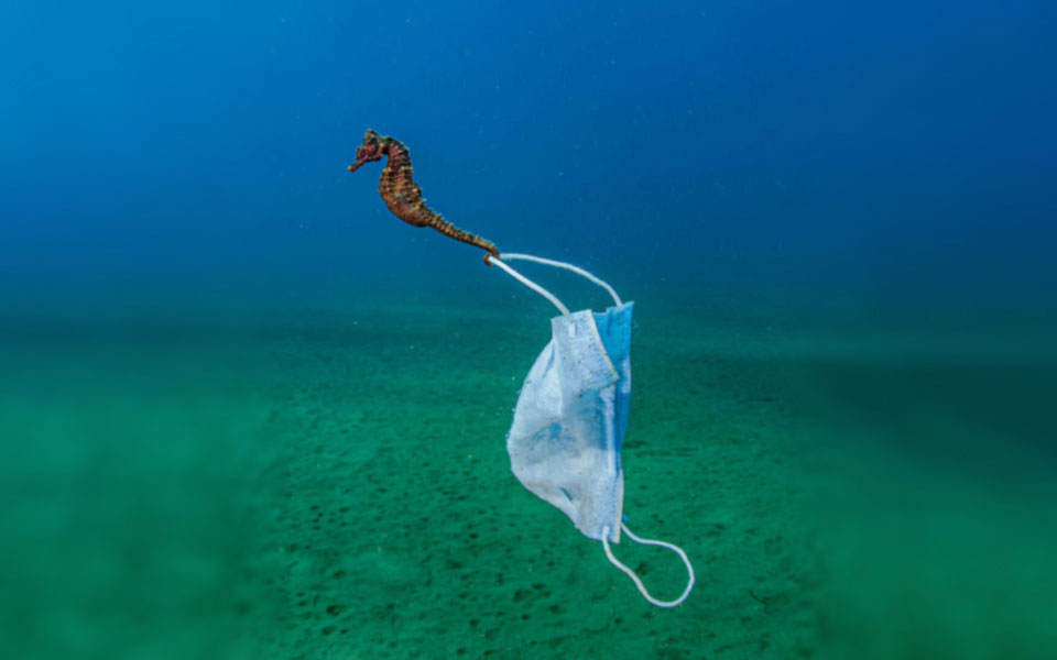 μάσκα-covid-πιάστηκε-σε-ουρά-ιππόκαμπου-κα-561499387