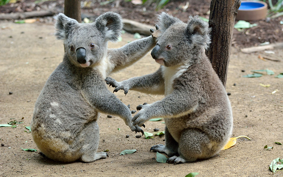 αυστραλία-την-τελευταία-τριετία-χάθη-561506665