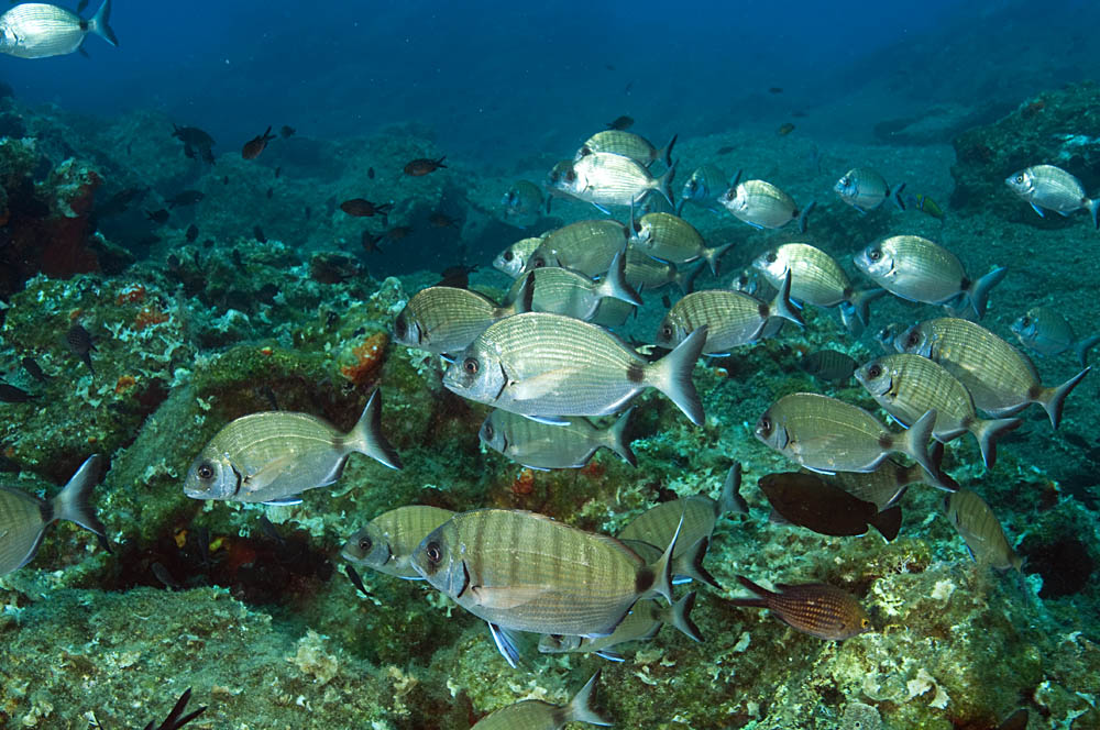 κεραμεικός-κόλπος-η-αναγέννηση-του-βυ-561486799