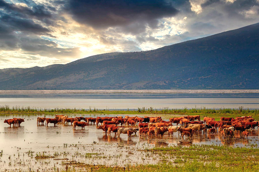 Ζωή στο νερό-4