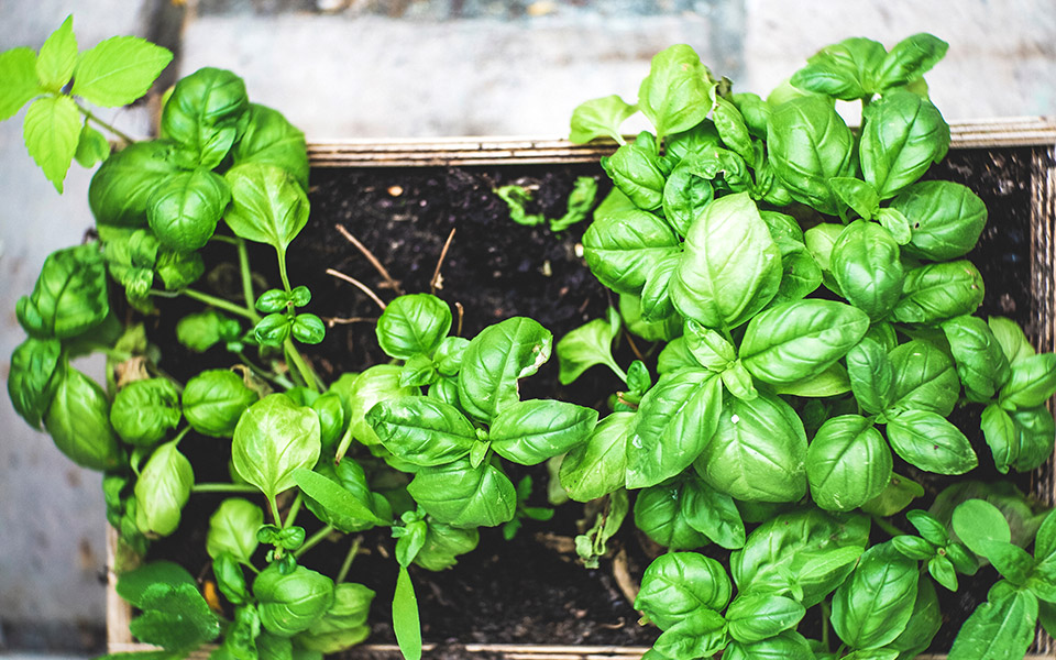 αρωματικά-φυτά-για-να-καλλιεργήσετε-σ-561487999
