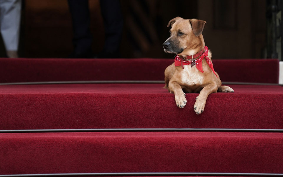 το-γάβγισμα-του-πίνατ-διέκοψε-τις-δη-561519361