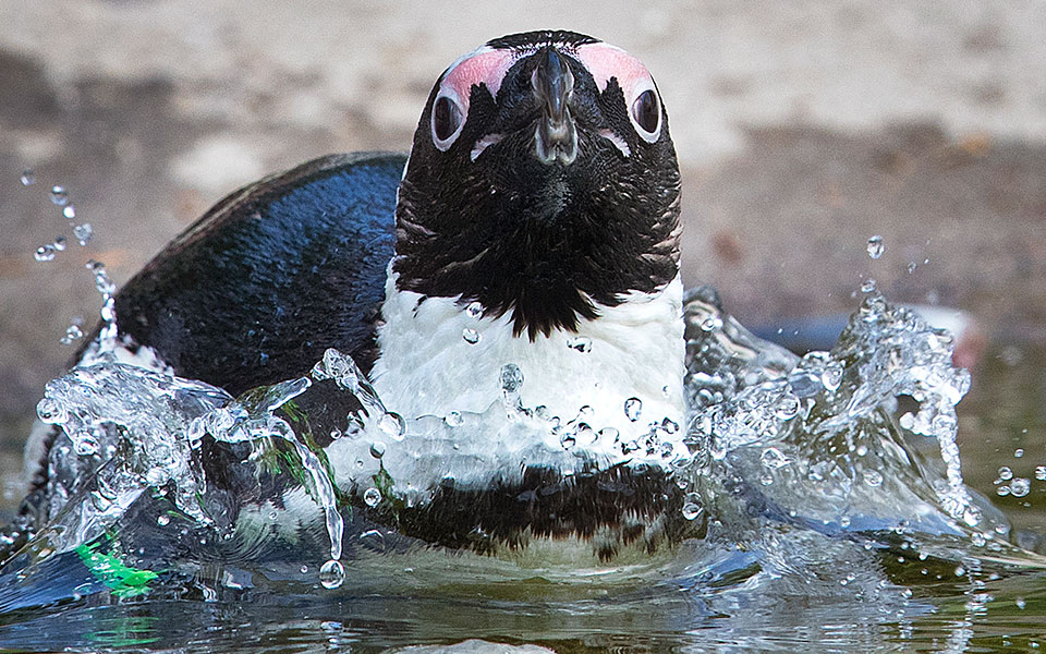 νότια-αφρική-μέλισσες-σκότωσαν-63-πιγκο-561505762