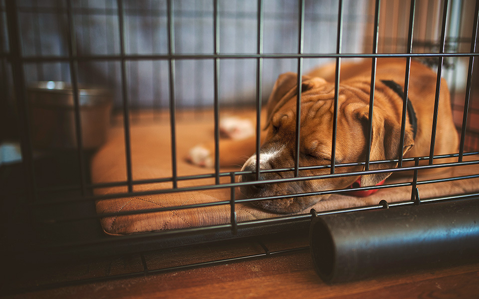 δεν-μπορείς-να-μάθεις-νέα-κόλπα-στα-παλ-561514150