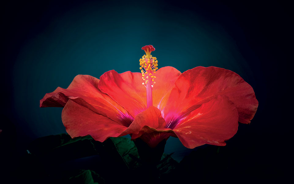 ο-ιβίσκος-της-καρδιάς-μας-561489955