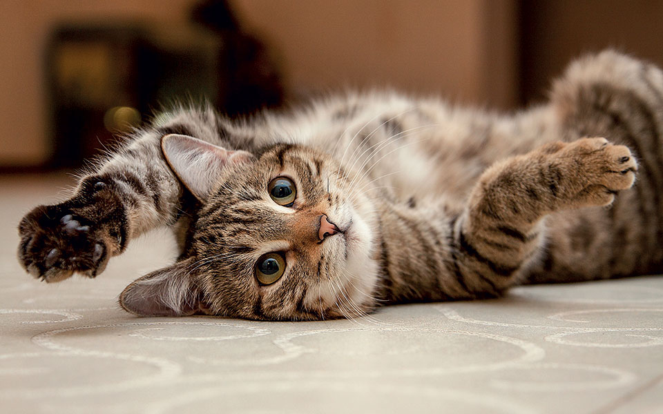 ψιψοθεραπεία-online-561489922