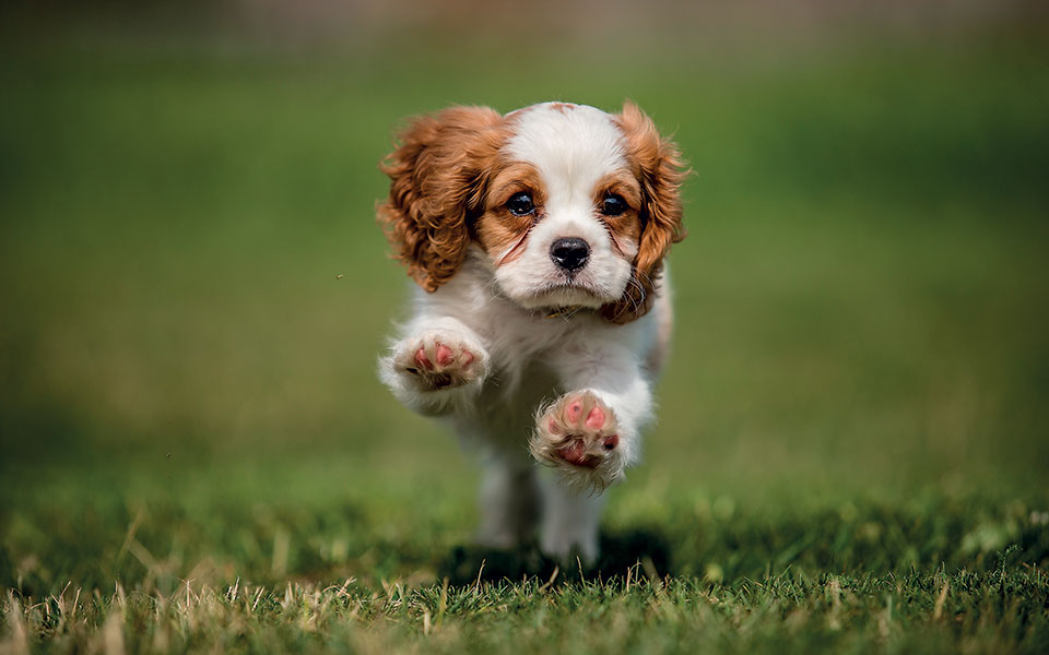 σκύλος-ο-αιώνιος-έφηβος-561501238