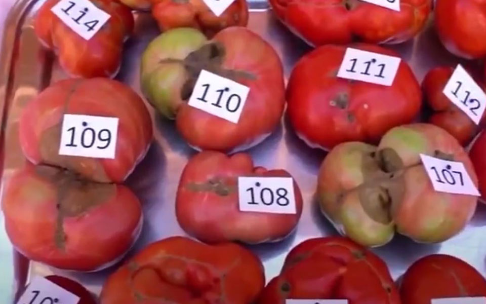 ισπανία-βραβείο-άσχημης-ντομάτας-β-561498619