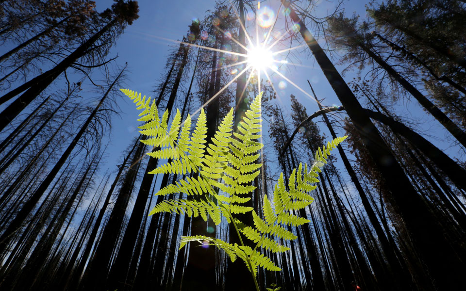 το-30-των-ειδών-δέντρων-του-πλανήτη-κινδ-561481462