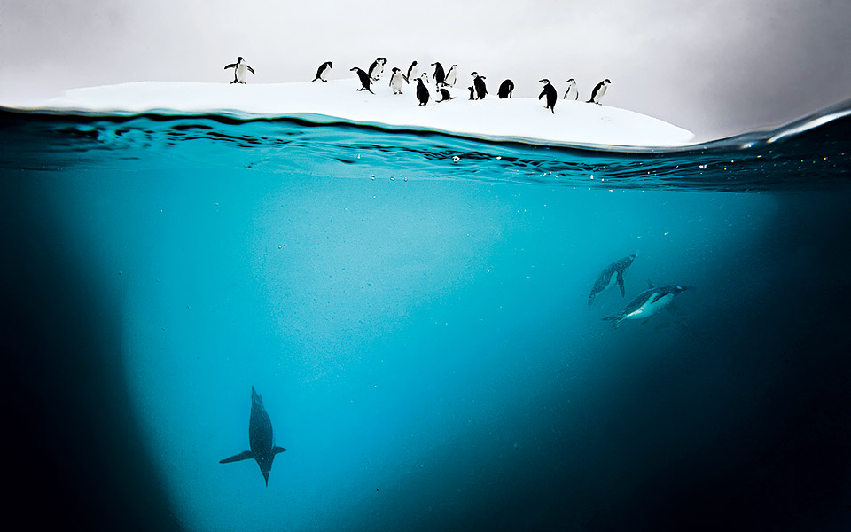 πάνω-και-κάτω-από-το-νερό-561565021