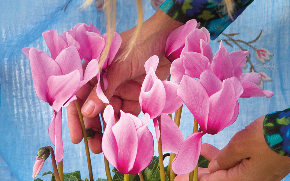 σαγηνευτικό-κυκλάμινο-561546778