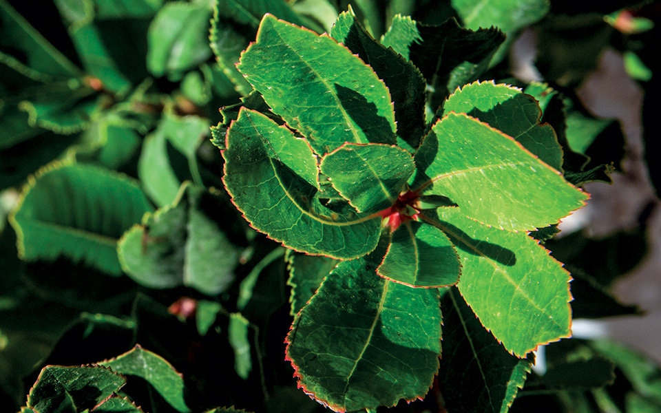 ατίθαση-κουμαριά-561557866