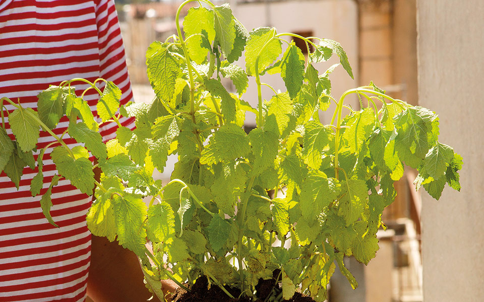 μελισσόχορτο-αντίδοτο-στο-στρες-561524824