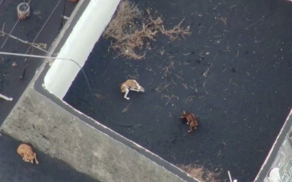 ηφαίστειο-λα-πάλμα-επιχείρηση-διάσωσ-561547525