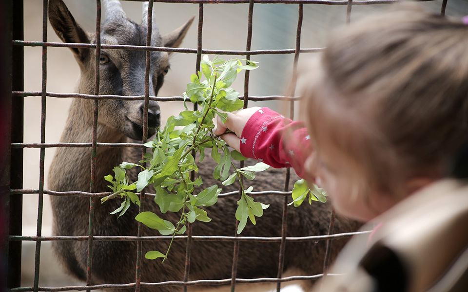 άγνωστοι-σκότωσαν-θηλυκό-κρι-κρι-εντό-561565510