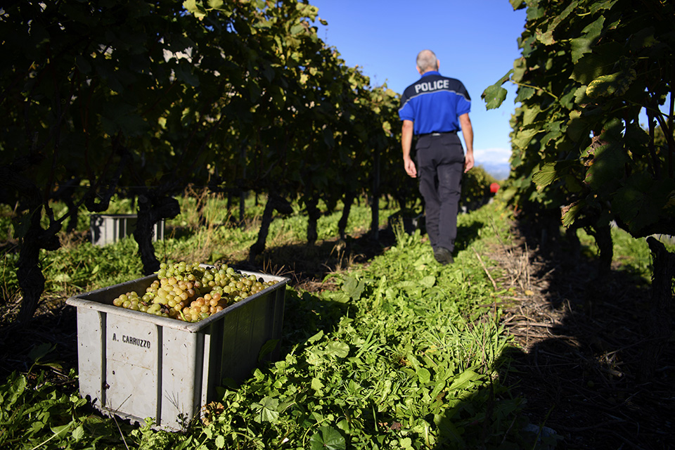 Περιπολίες στα αμπέλια