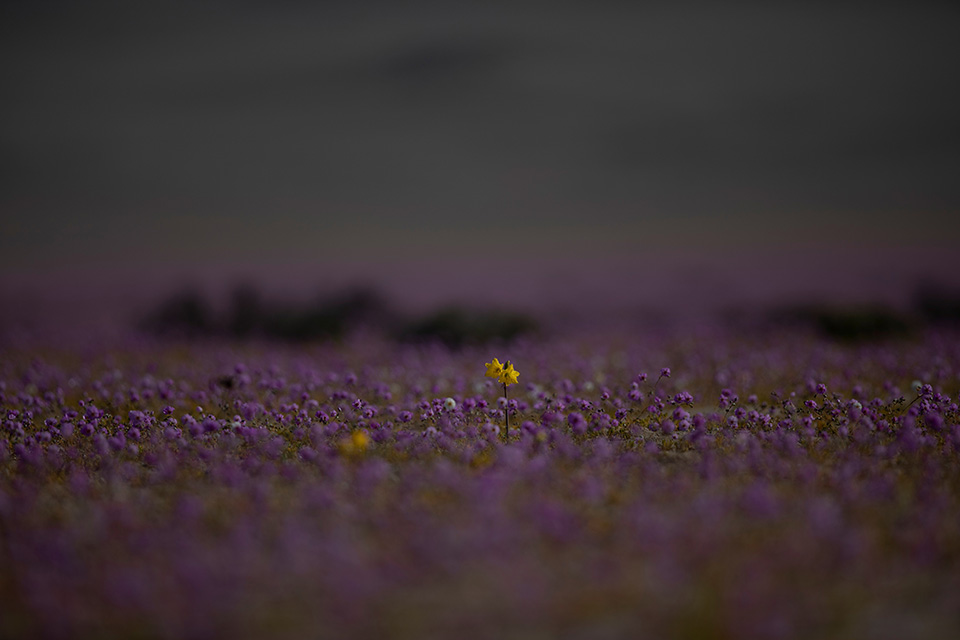 Η δύναμη της φύσης