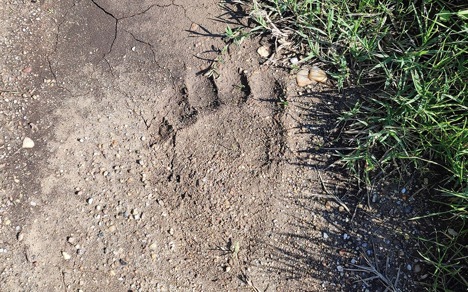εμφάνιση-αρκούδας-στην-προστατευόμε-561557665