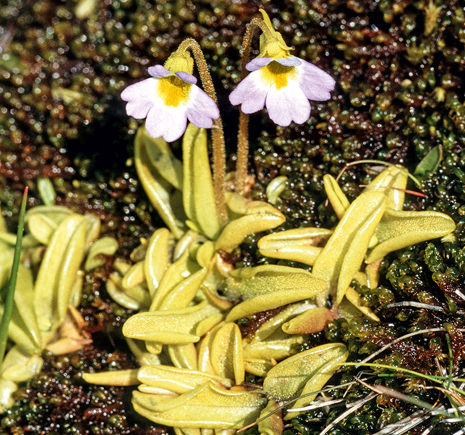 Στην κορυφή του Σμόλικα-4