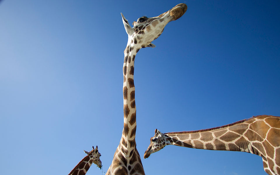 καμηλοπάρδαλη-πάλεψε-με-λιοντάρια-κα-561557719