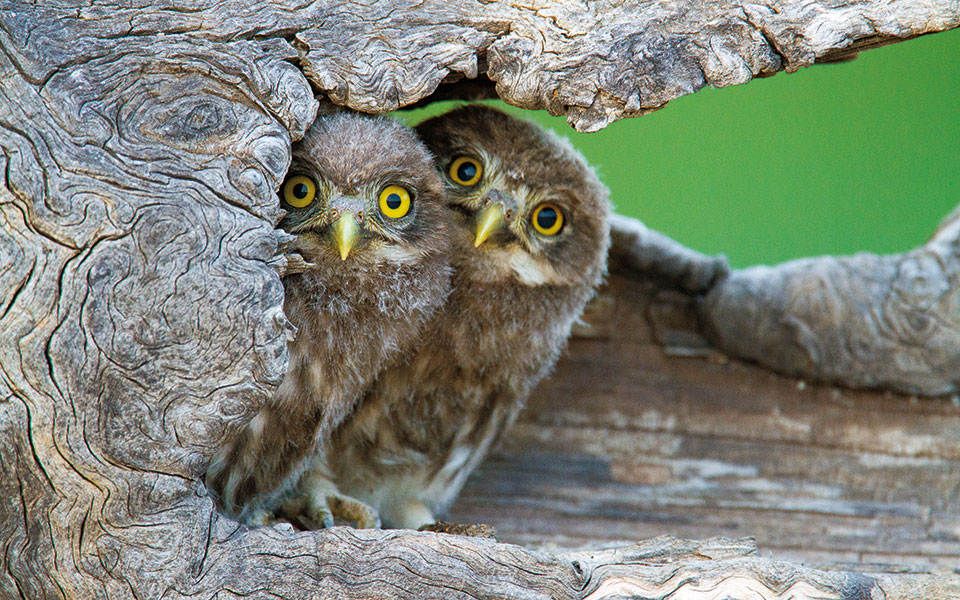 ένα-σχολείο-της-φύσης-561523369