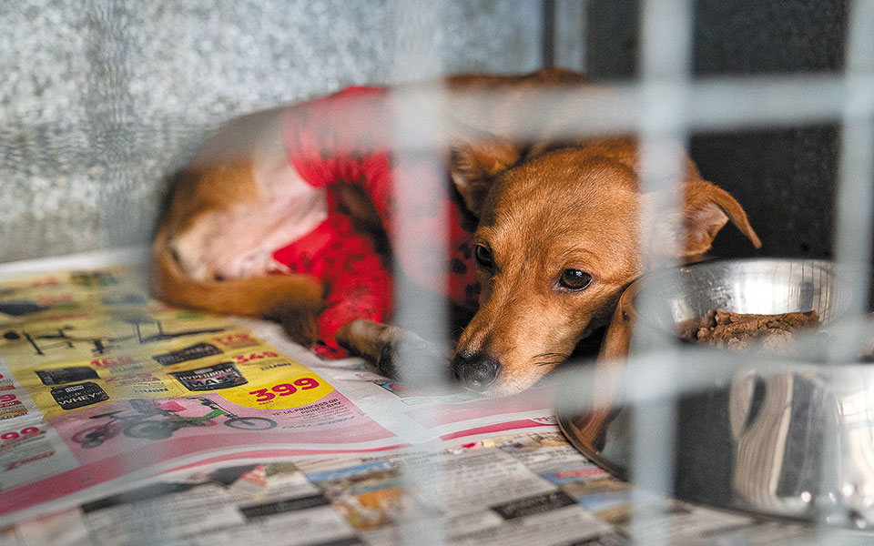 παράνομη-η-θανάτωση-ζώων-χωρίς-αναισθ-561559072