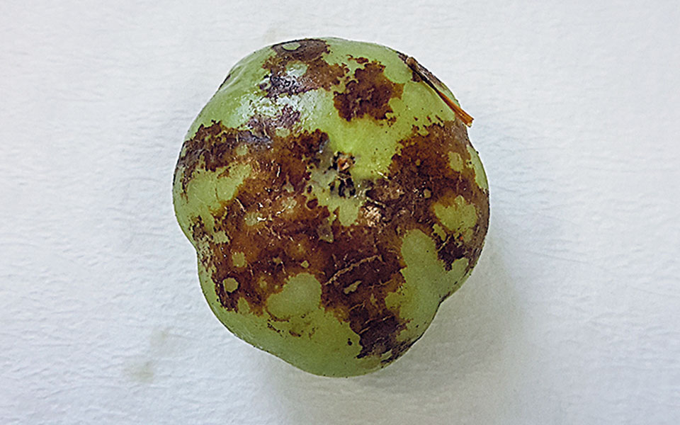 Οι εχθροί των γεωργών στο μικροσκόπιο-1