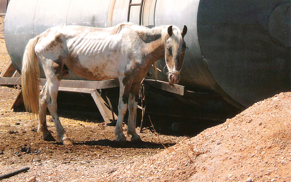 ασπρόπυργος-καταδίκη-εκτροφέα-για-κα-561564199