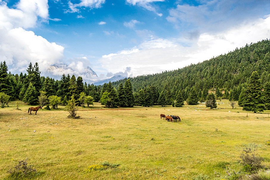 Στο αισθητικό δάσος Παύλιανης-1
