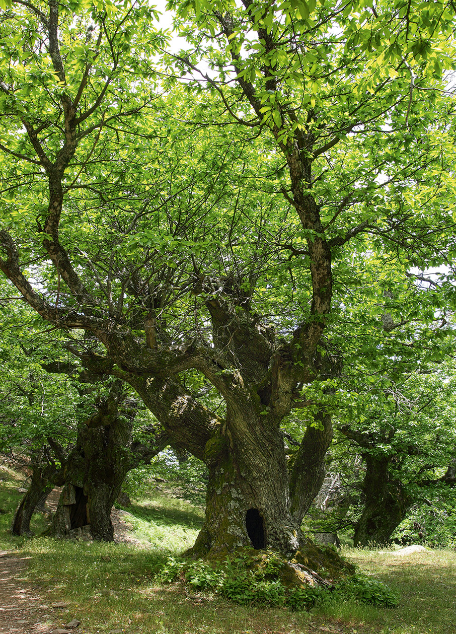 Στην κορυφή και στο δρακόσπιτο της Όχης-1