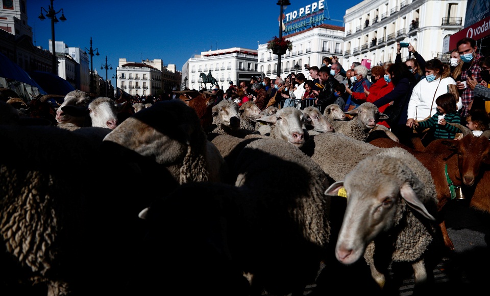 Μαδρίτη: Πολλή κίνηση στους δρόμους… από πρόβατα (εικόνες)-1