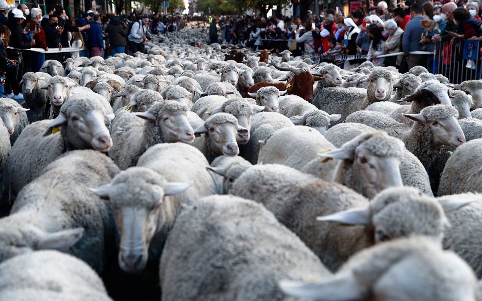Μαδρίτη: Πολλή κίνηση στους δρόμους… από πρόβατα (εικόνες)-2