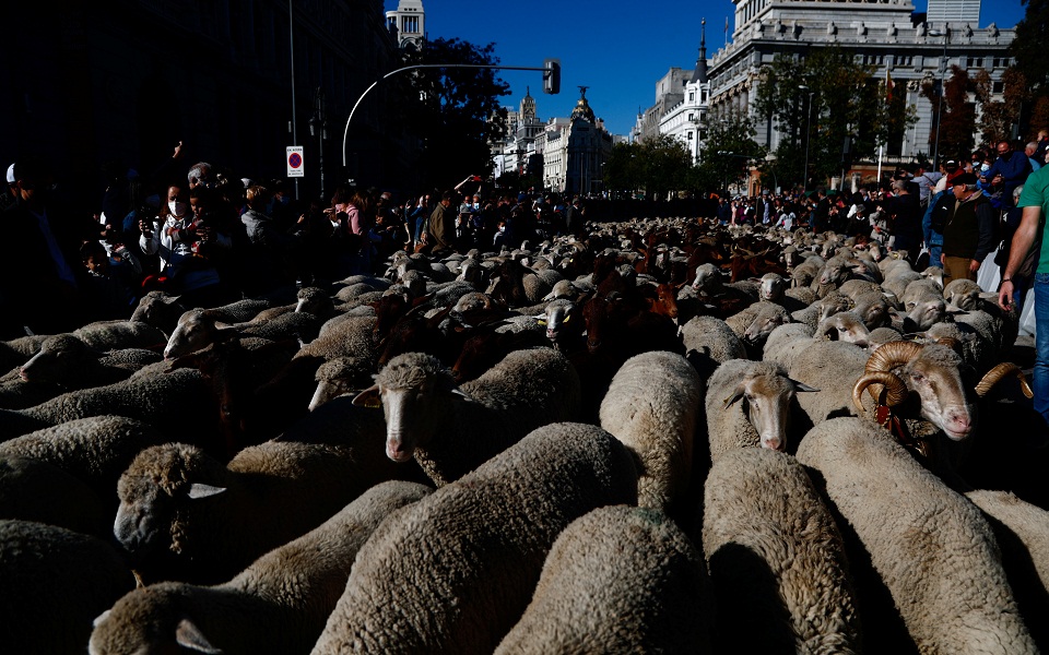 Μαδρίτη: Πολλή κίνηση στους δρόμους… από πρόβατα (εικόνες)-3
