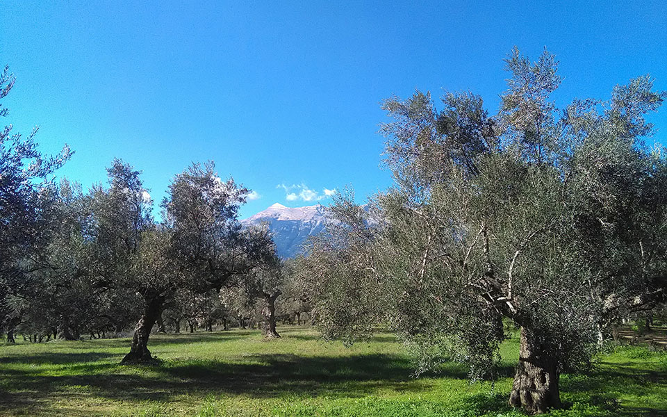 σπαρτιάτικη-διατροφή-για-φοιτητές-το-561550342