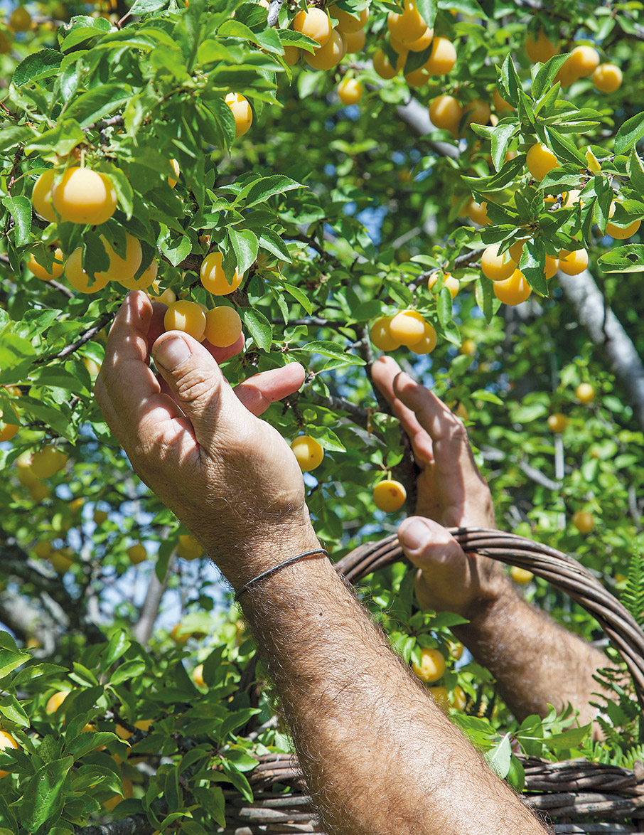 Τροφοσυλλογή: Από το δάσος στο πιάτο-5