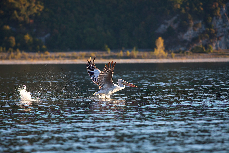 Πρέσπα: Άγρια ζωή στα σύνορα-1