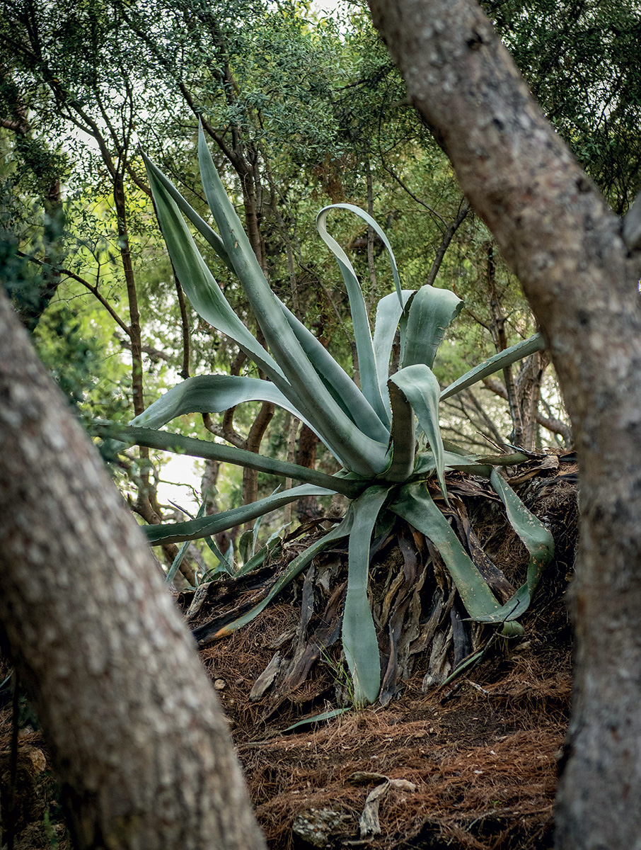 Αρδηττός: Ο λόφος-πάρκο, μνημείο φύσης και ιστορίας-6