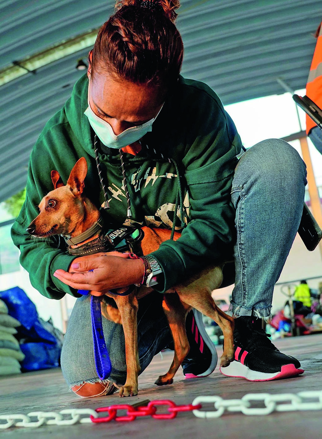 λα-πάλμα-φροντίζοντας-τα-αδέσποτα-τη-561527536