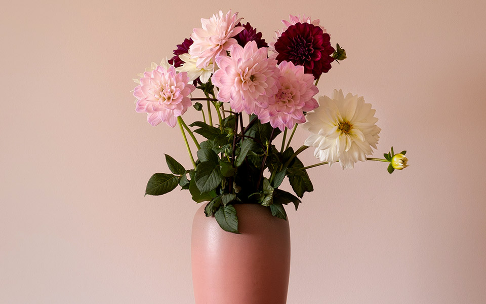 φυτά-οκτωβρίου-για-λάμψη-στην-αρχή-του-561525334