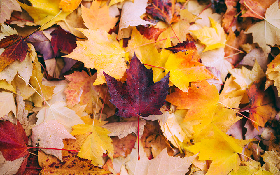 φυτά-που-ανθίζουν-το-φθινόπωρο-561564826