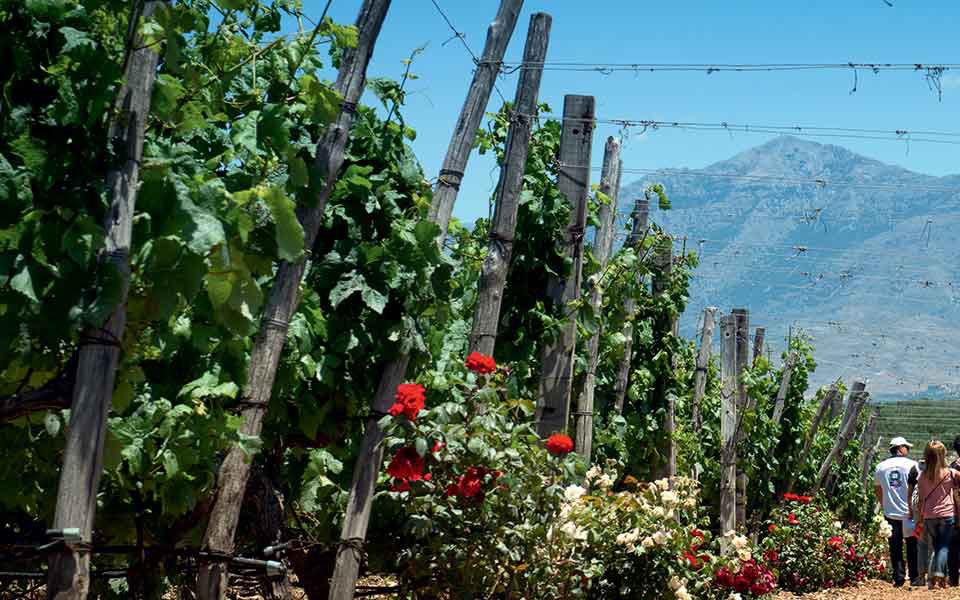 Η Κρήτη των αμπελιών και των κρασιών-1