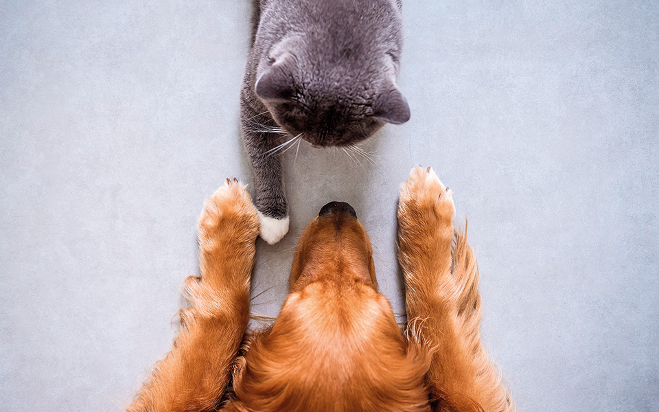 γάβγισμα-μετά-μουσικής-561546877