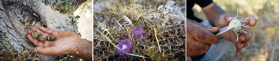 Τροφοσυλλογή: Από το δάσος στο πιάτο-1
