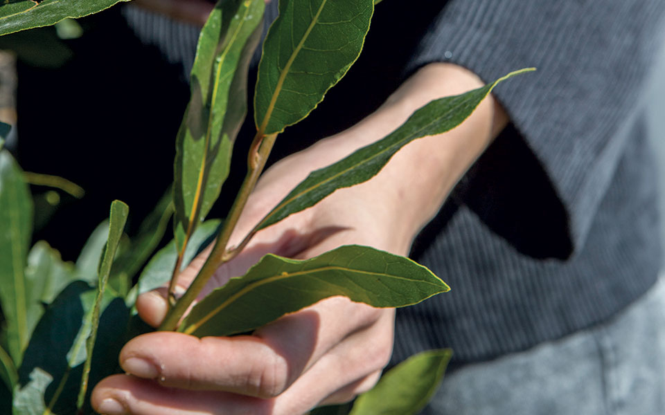 δάφνη-της-δόξας-των-δοξασιών-561597244