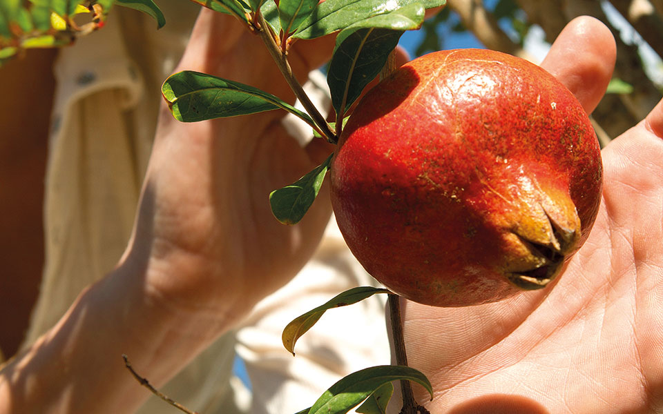 το-δέντρο-της-ελπίδας-561578335