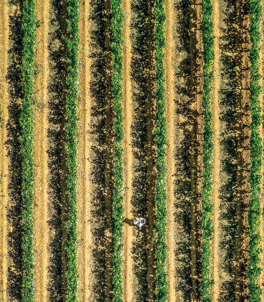 Αρκαδία: Με τα αρώματα του Μοσχοφίλερου-1