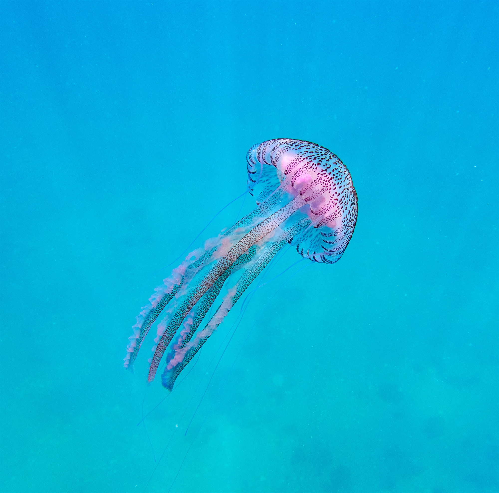 οι-μωβ-μέδουσες-κάνουν-απόβαση-σε-νη-561597949