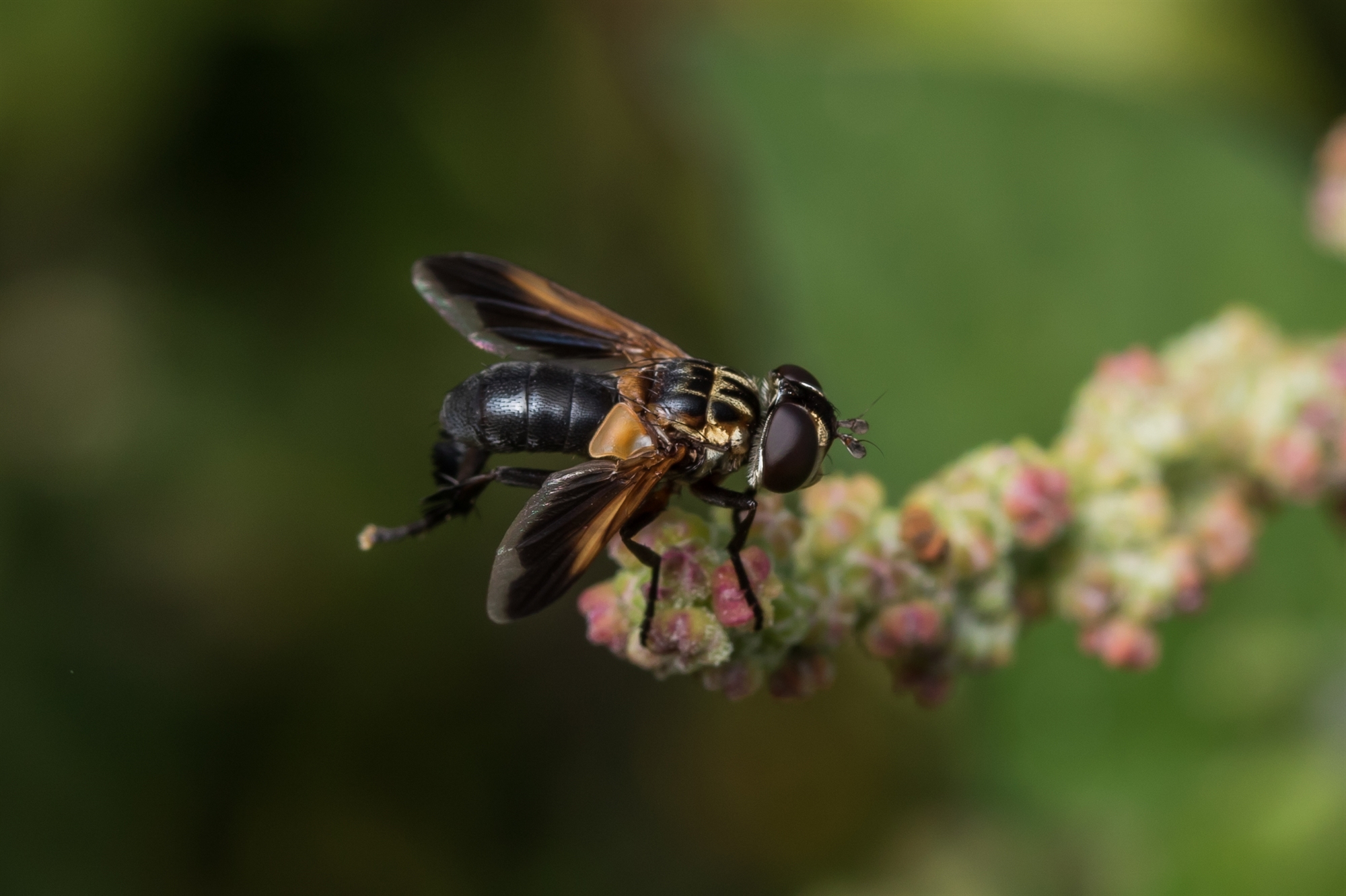 εισαγόμενα-έντομα-απειλούν-τη-βιοπ-561601120